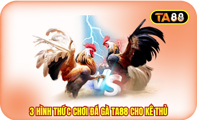 3 hình thức chơi đá gà TA88 cho kê thủ